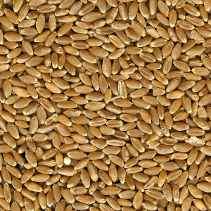 Hard Red Winter Wheat