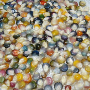 Glass Gem Corn Seed (Flint Corn, Open-Pollinated)