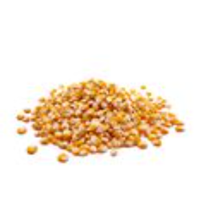 Bulk Corn Seed
