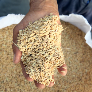 Rice & Seed Woven Polypropylene Bags